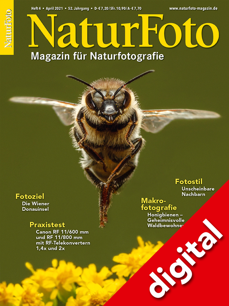 NaturFoto 4/2021