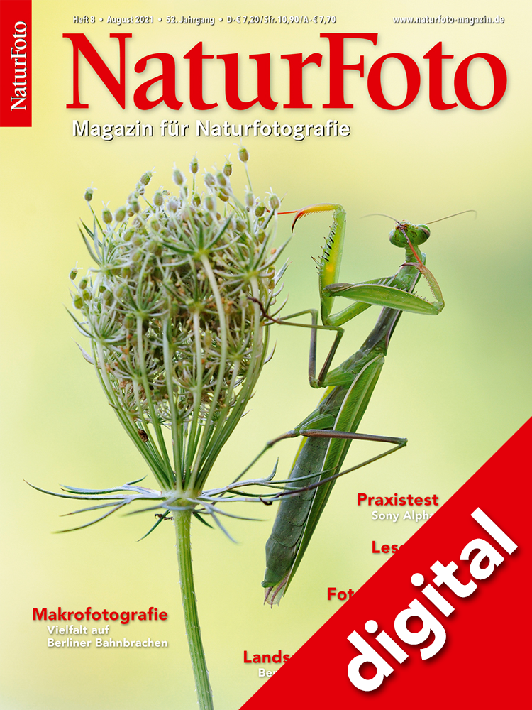 NaturFoto 8/2021