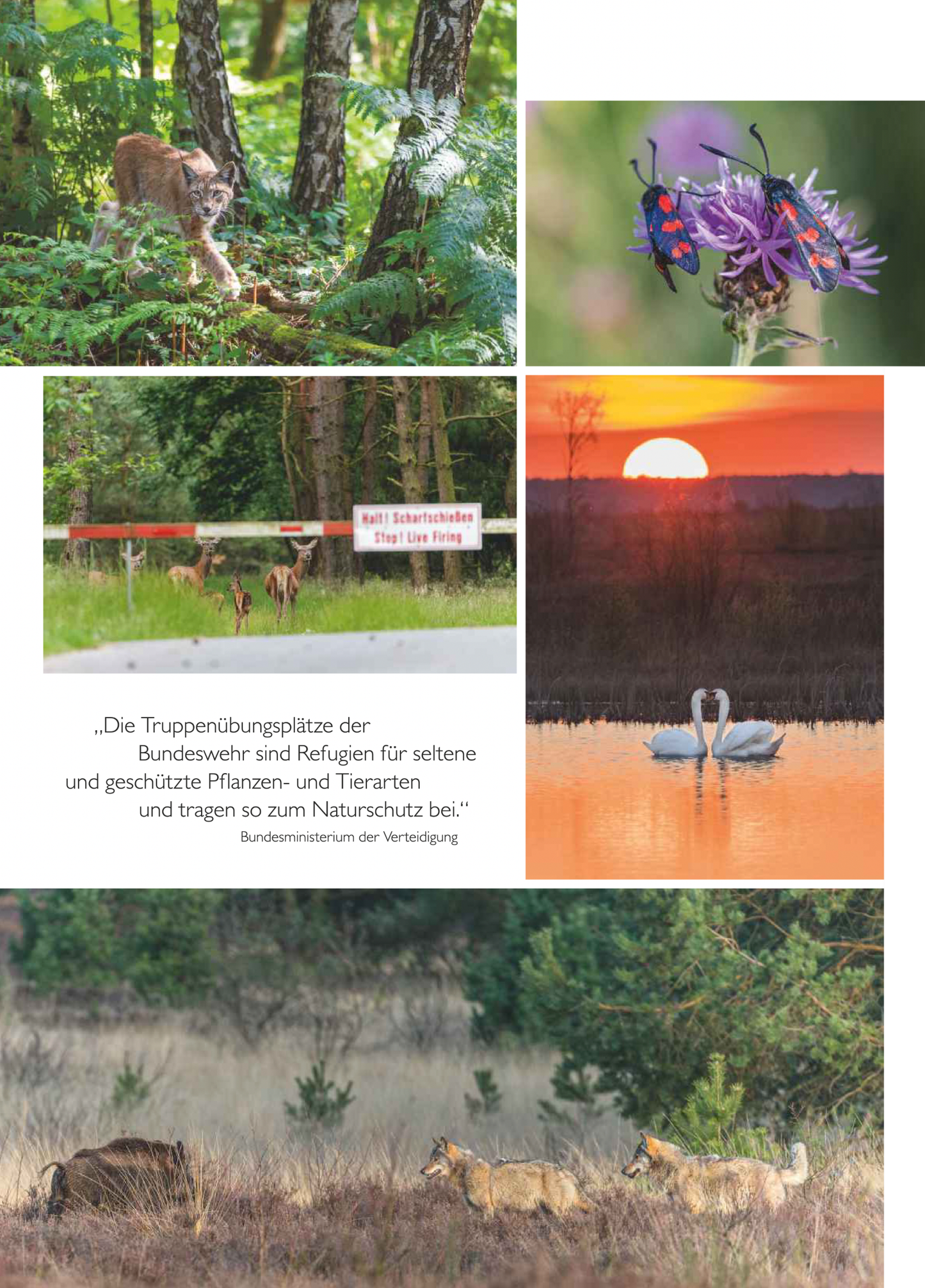 Natur und Kanonendonner – Truppenübungsplätze als Rückzugsorte für Flora und Fauna