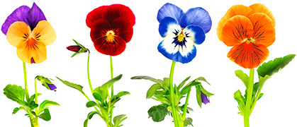 Geliebte Viola - Bild 2