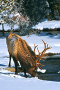 Yellowstone - Bild 3