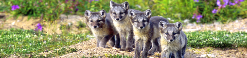 BBC Wildlife Fotografien