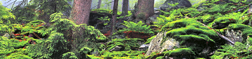 Naturbilder