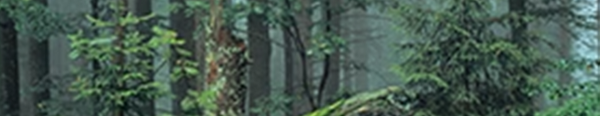Edition Quadra