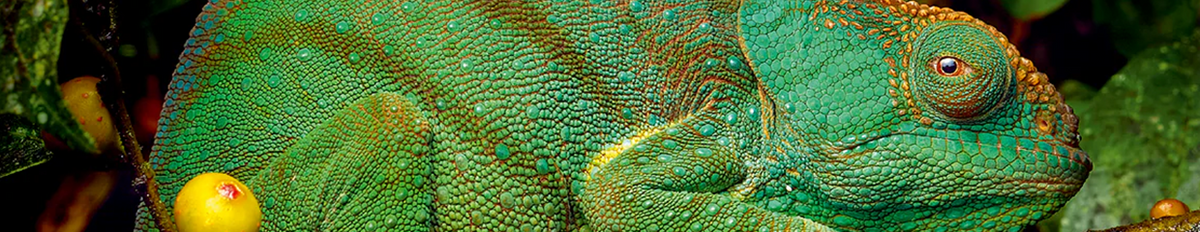 Europ. Naturfotograf des Jahres