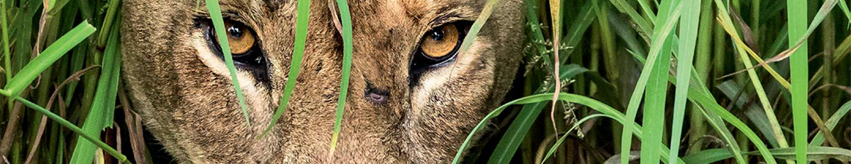 Wildlife Fotografien des Jahres