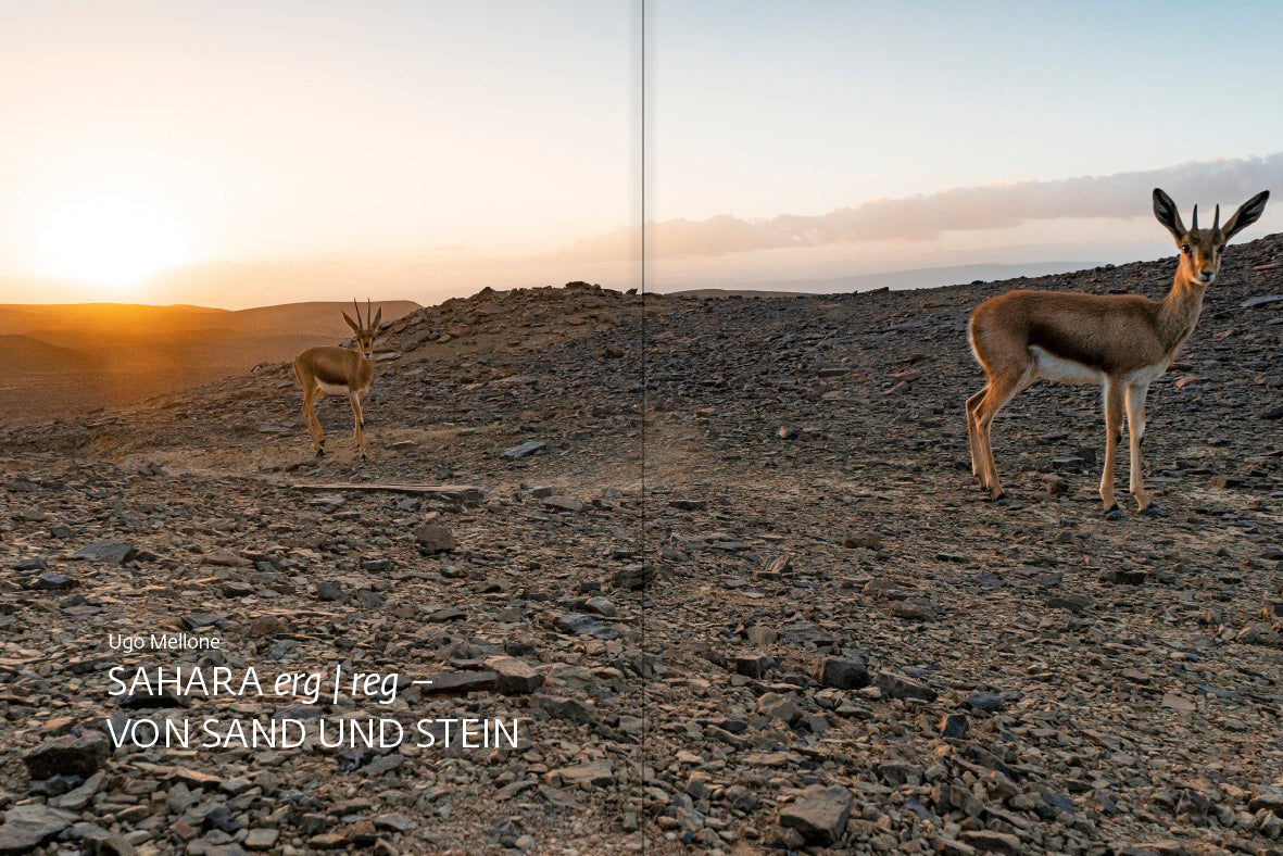 forum naturfotografie 3/2021 - Bild 4