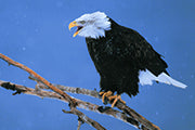 Adlerleben - Bild 3