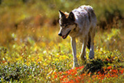ARCTIC ODYSSEE - Bild 3