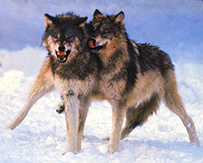 BRUDER WOLF - Bild 2