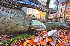 Deutsche Buchenwälder - Bild 2