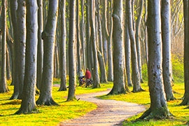 Deutsche Buchenwälder - Bild 3