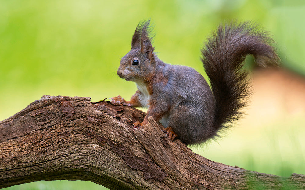 Deutschlands Natur - Bild 3