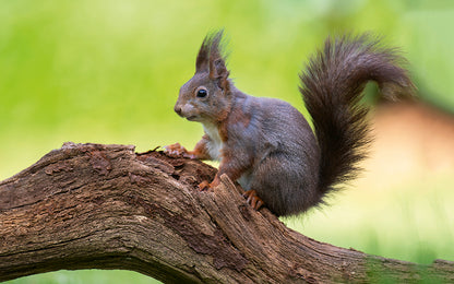 Deutschlands Natur - Bild 3