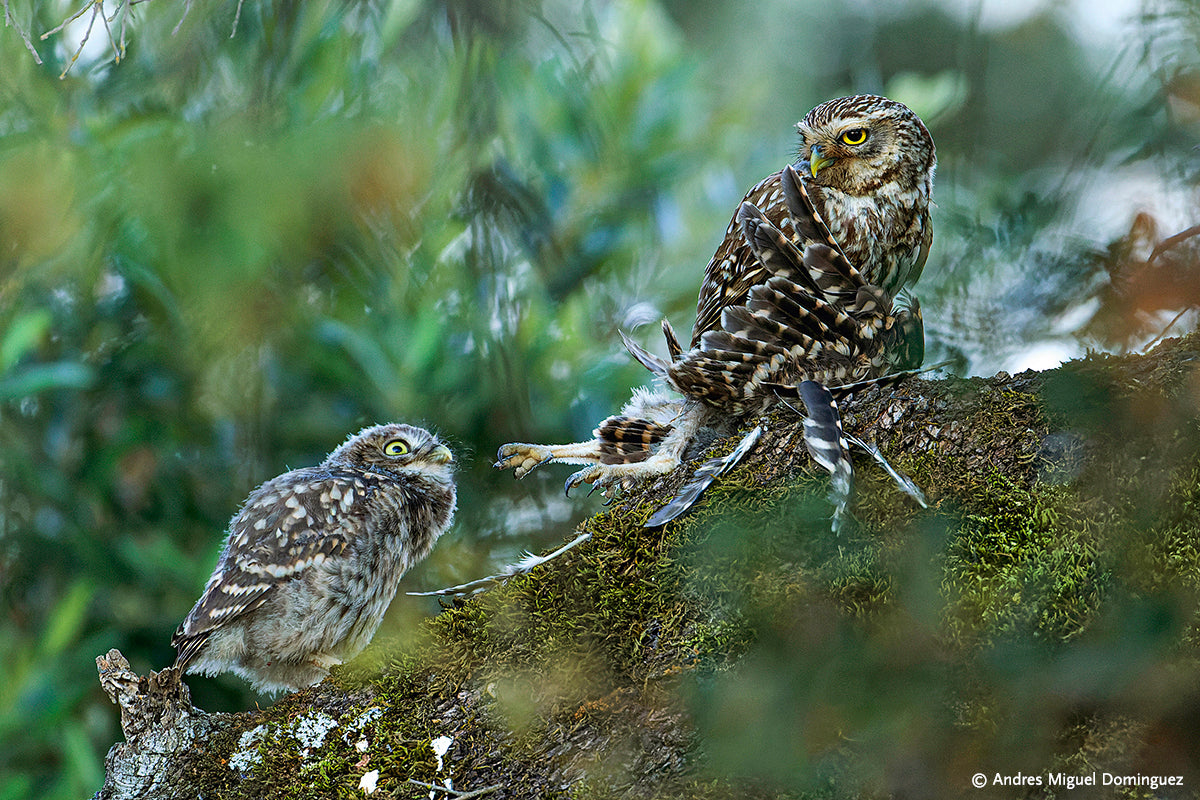 Europäischer Naturfotograf des Jahres 2023 - Bild 5