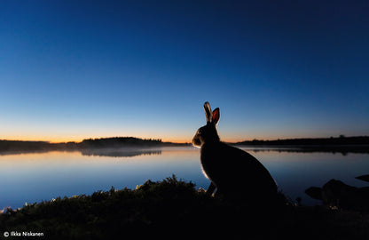 Europäischer Naturfotograf des Jahres 2023 - Bild 3