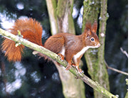 Tiere in Osnabrück 2 - Bild 2