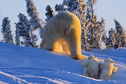 IM REICH DER EISBÄREN - Bild 3