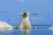 IM REICH DER EISBÄREN - Bild 2