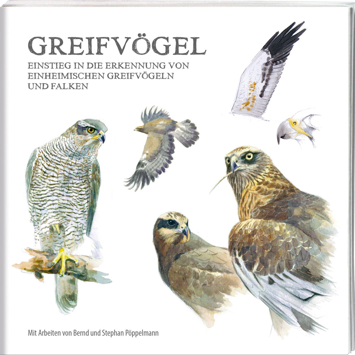 Greifvögel - Bild 5