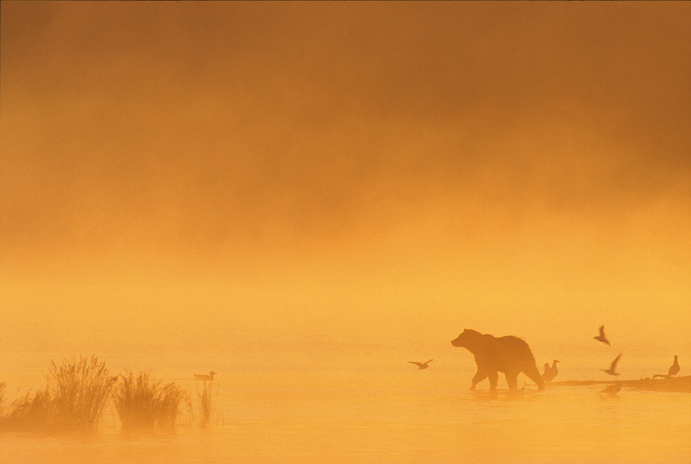 GRIZZLY - Bild 2