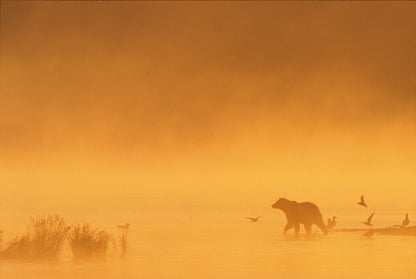 GRIZZLY - Bild 2