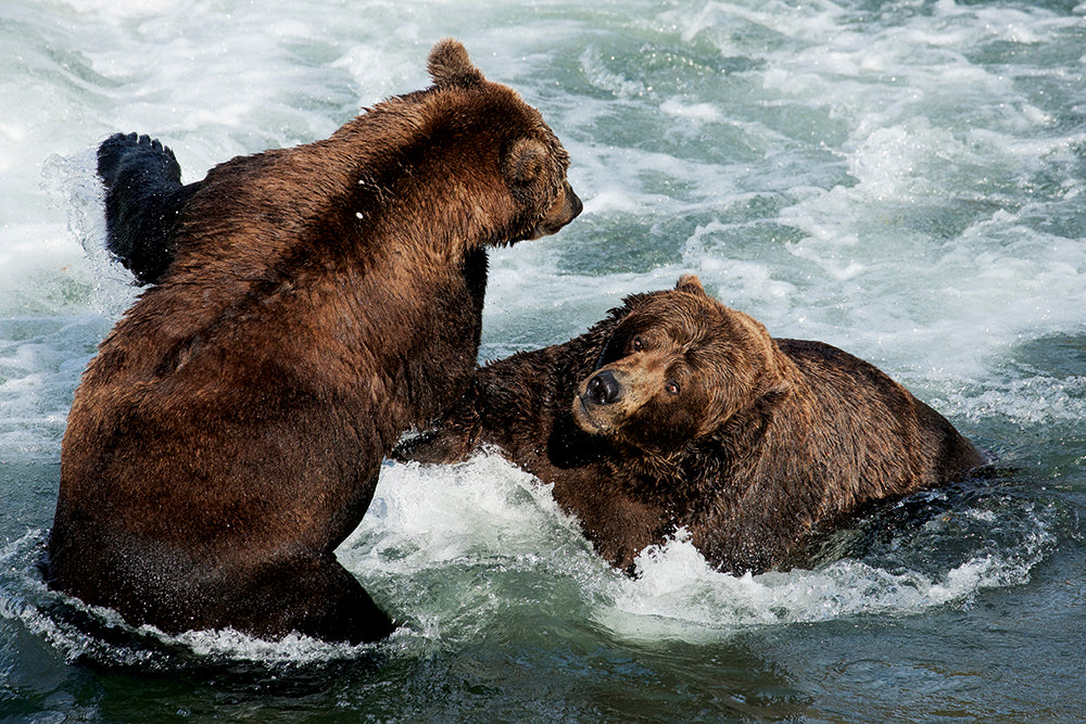 GRIZZLY - Bild 6