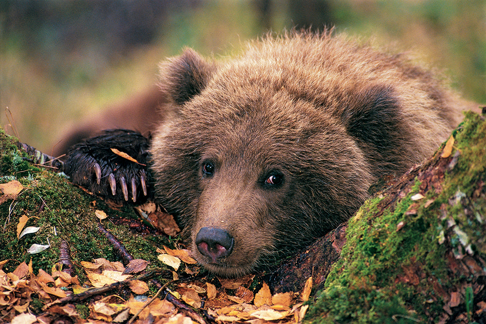 GRIZZLY - Bild 7