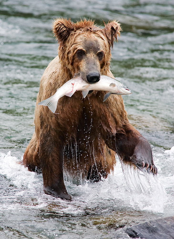 GRIZZLY - Bild 4