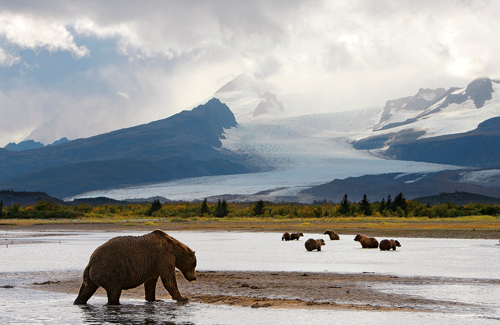 GRIZZLY - Bild 5