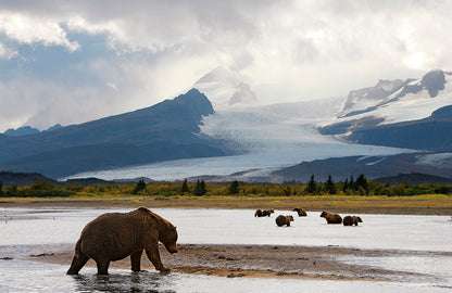 GRIZZLY - Bild 5