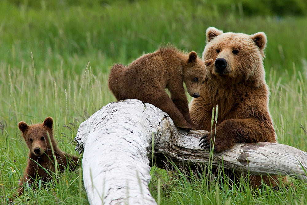 GRIZZLY - Bild 3