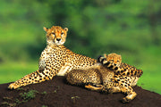 Afrikas große Katzen - Bild 4
