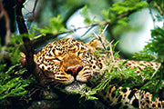 Afrikas große Katzen - Bild 2