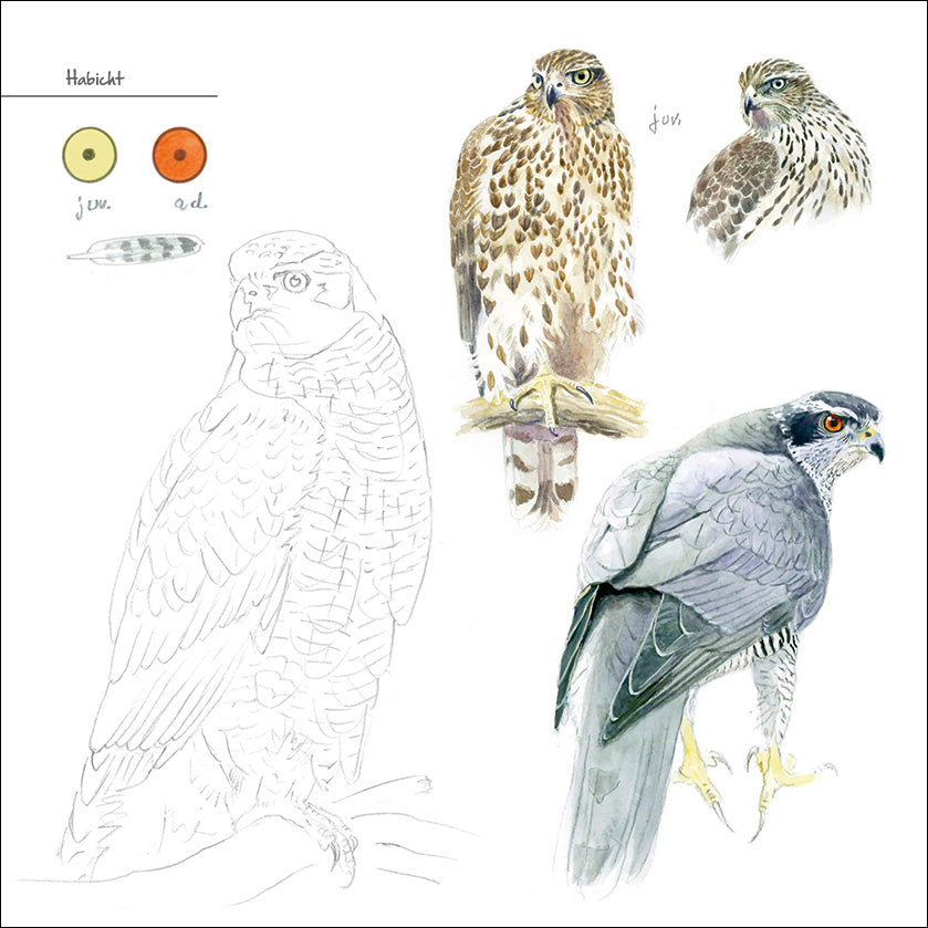 Greifvögel - Bild 2