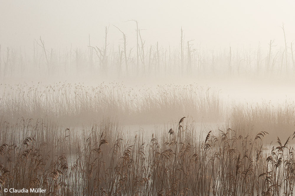 SCHILFLAND - Bild 10