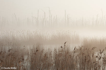 SCHILFLAND - Bild 10