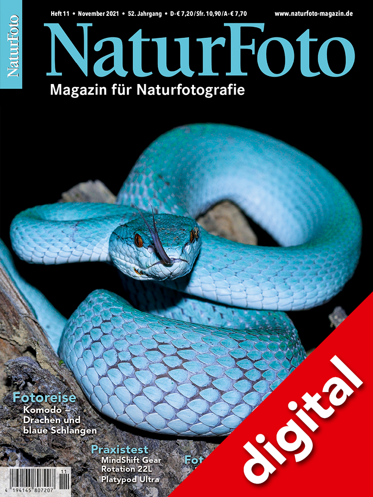 NaturFoto 11/2021