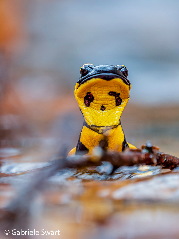 NaturFoto 12/2019 - Bild 4