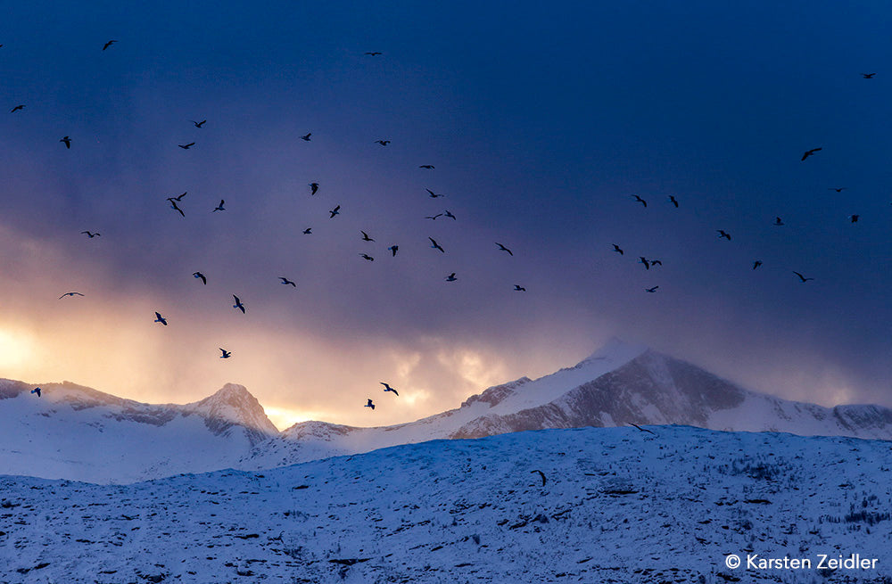 NaturFoto 1/2020 - Bild 7