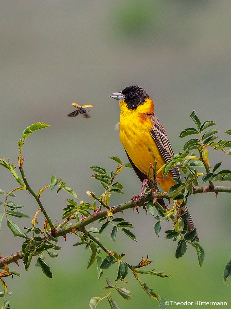 NaturFoto 3/2020 - Bild 4