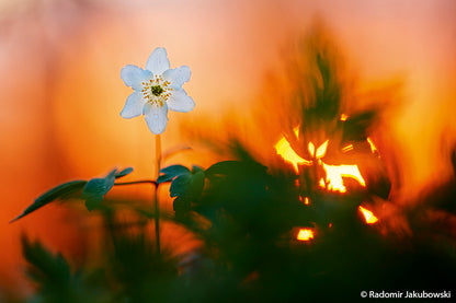 NaturFoto 3/2020 - Bild 6