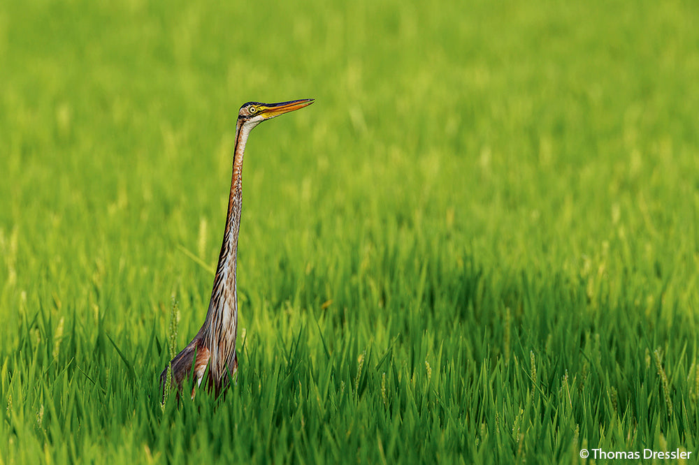 NaturFoto 3/2020 - Bild 2