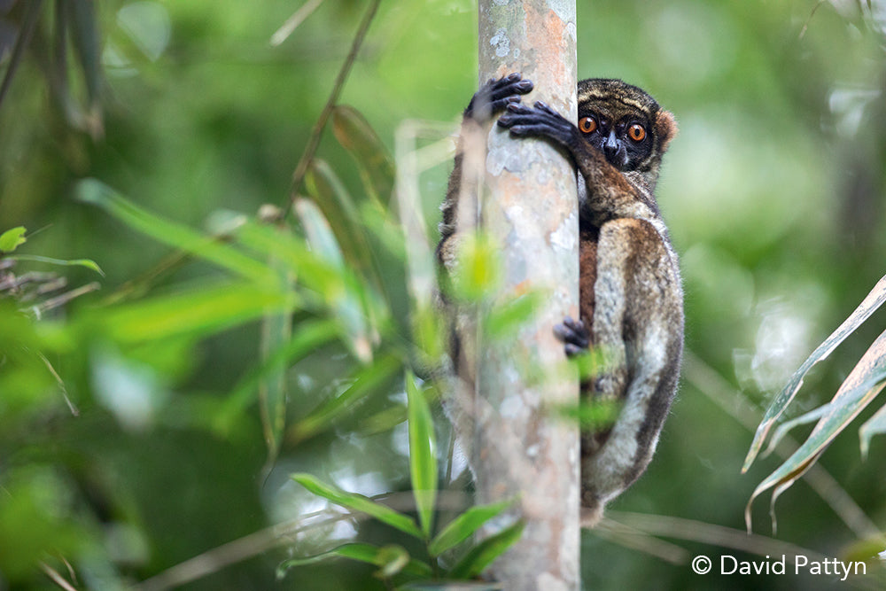 NaturFoto 4/2020 - Bild 2