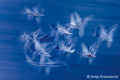 NaturFoto 4/2020 - Bild 7