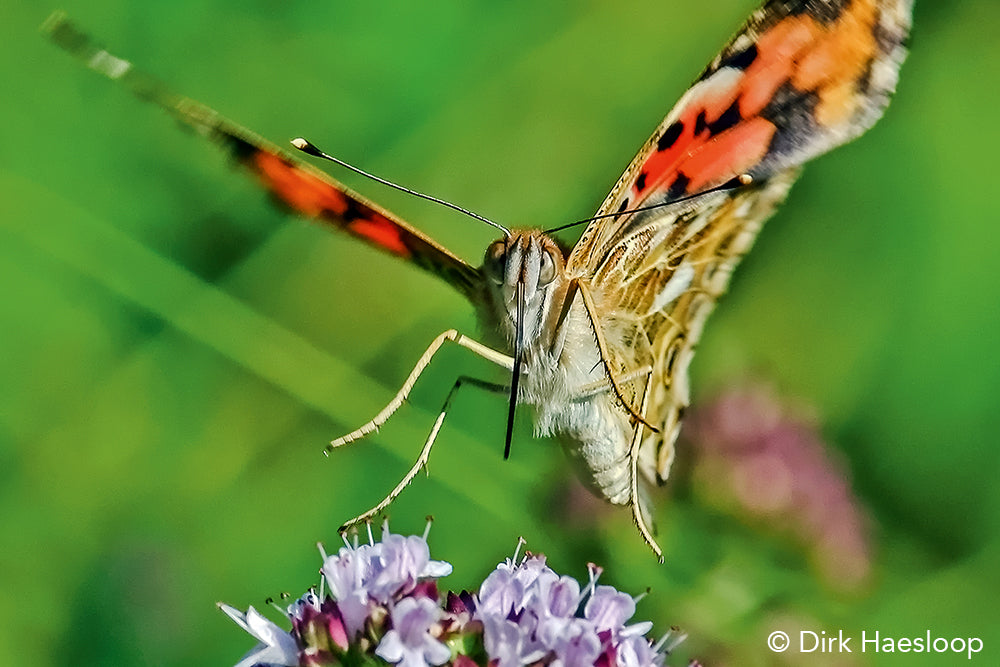 NaturFoto 4/2020 - Bild 6