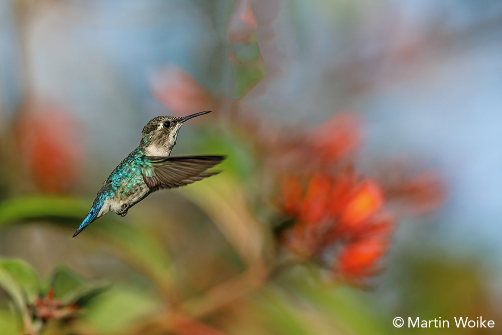 NaturFoto 4/2020 - Bild 4