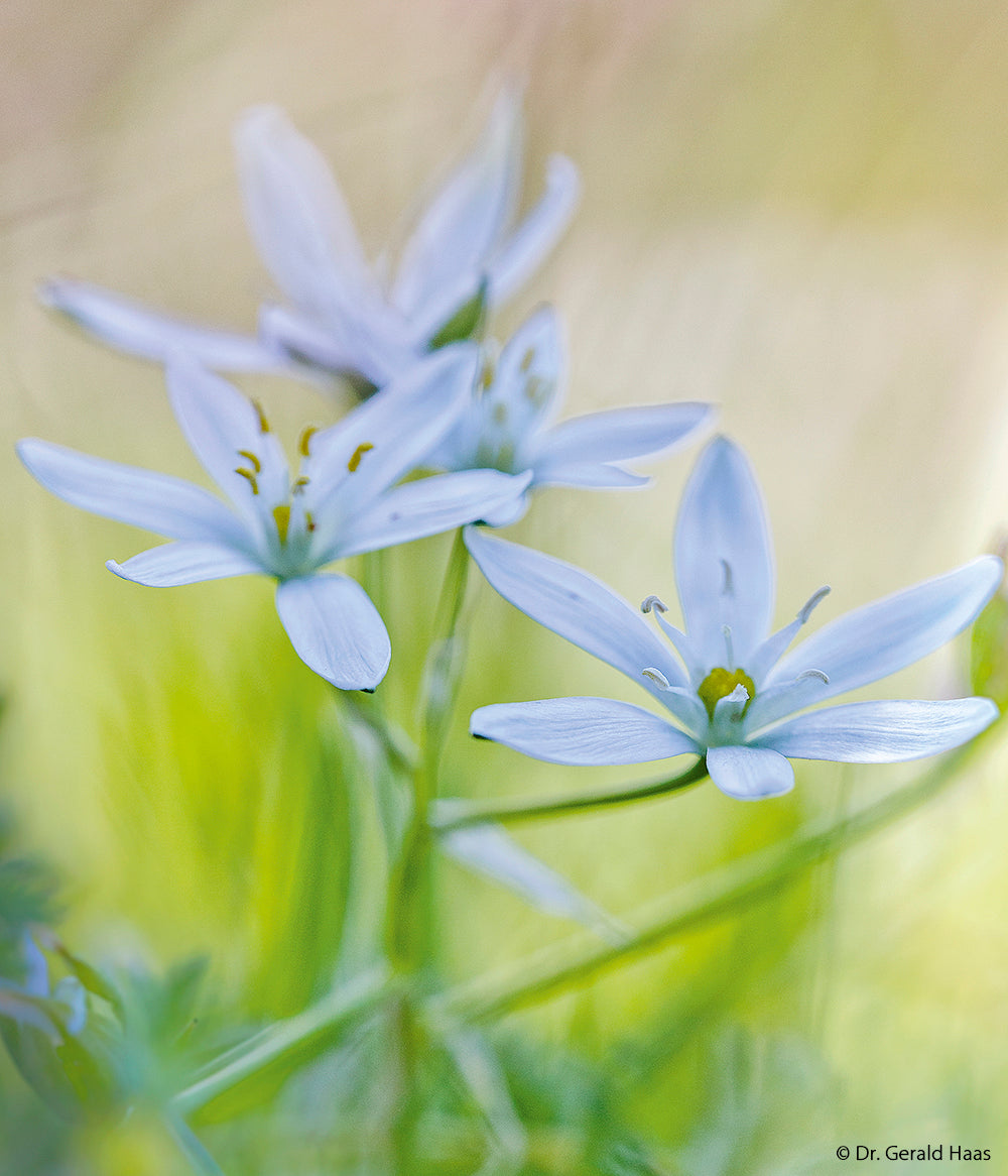 NaturFoto 5/2020 - Bild 4