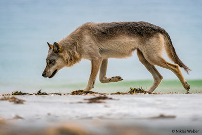 NaturFoto 5/2020 - Bild 2