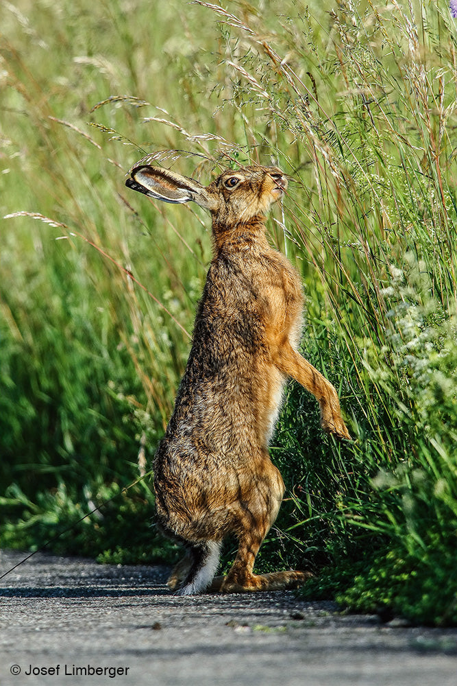 NaturFoto 6/2020 - Bild 7